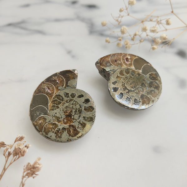 Sliced Ammonite Pair