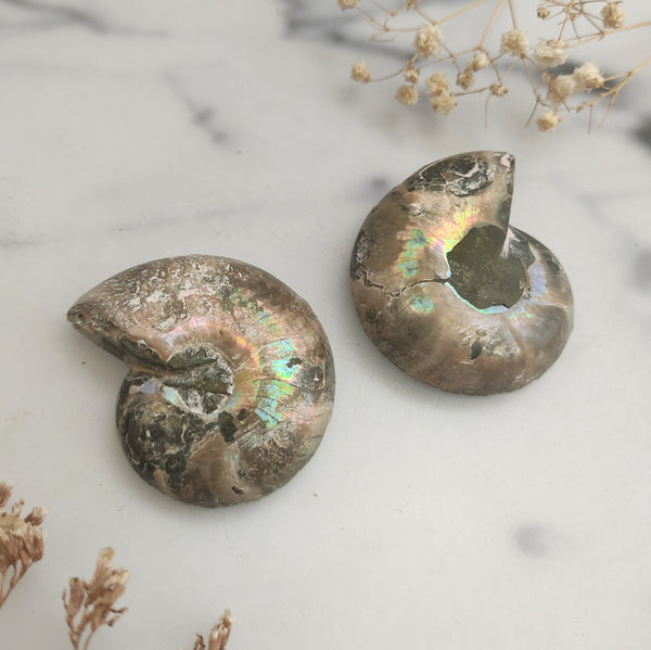 Sliced Ammonite Pair